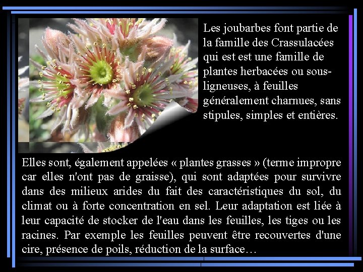 Les joubarbes font partie de la famille des Crassulacées qui est une famille de