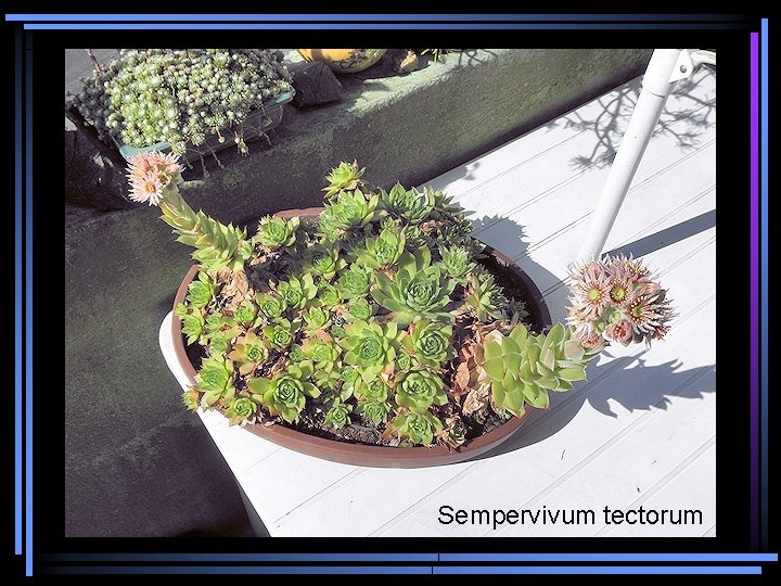 Sempervivum tectorum 