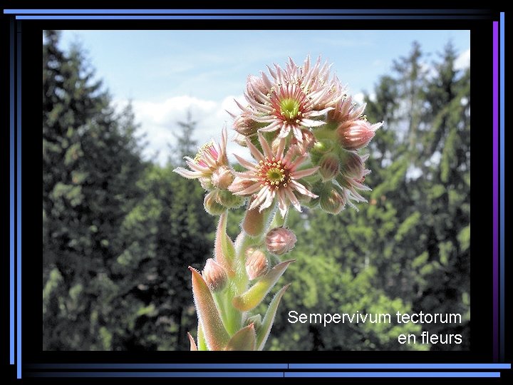 Sempervivum tectorum en fleurs 