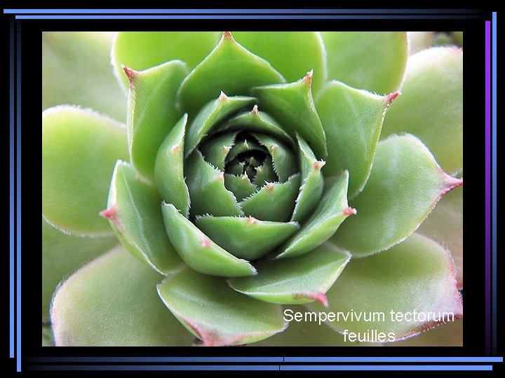 Sempervivum tectorum feuilles 