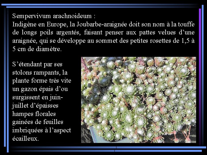 Sempervivum arachnoideum : Indigène en Europe, la Joubarbe-araignée doit son nom à la touffe