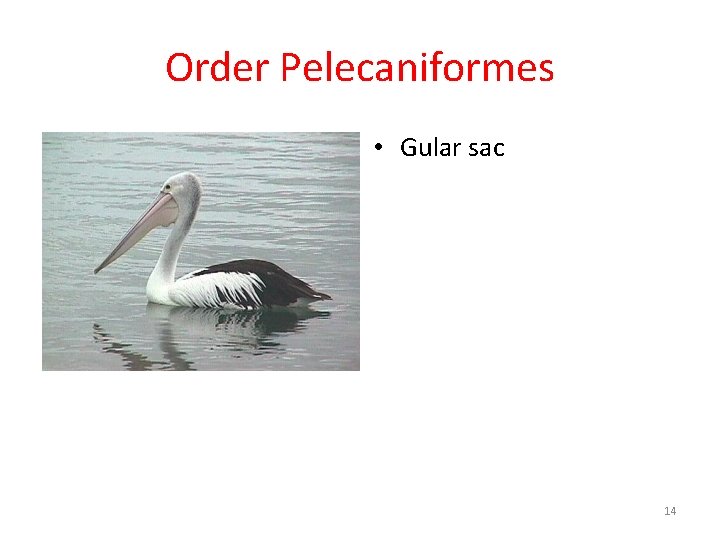 Order Pelecaniformes • Gular sac 14 