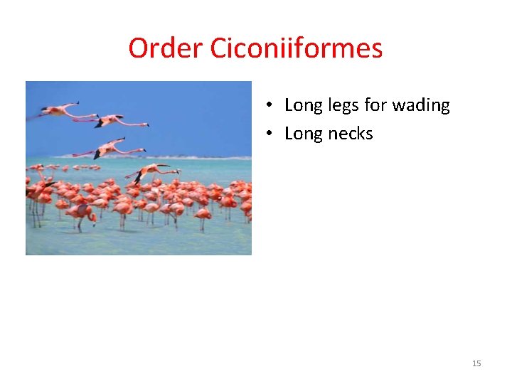 Order Ciconiiformes • Long legs for wading • Long necks 15 