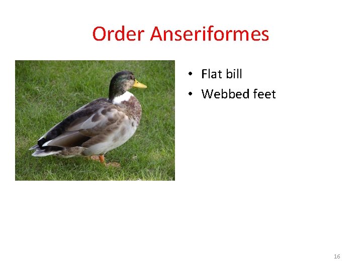 Order Anseriformes • Flat bill • Webbed feet 16 