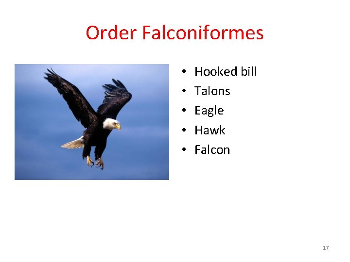 Order Falconiformes • • • Hooked bill Talons Eagle Hawk Falcon 17 