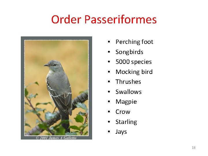 Order Passeriformes • • • Perching foot Songbirds 5000 species Mocking bird Thrushes Swallows