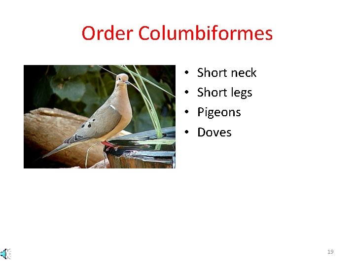 Order Columbiformes • • Short neck Short legs Pigeons Doves 19 