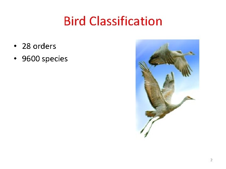 Bird Classification • 28 orders • 9600 species 2 