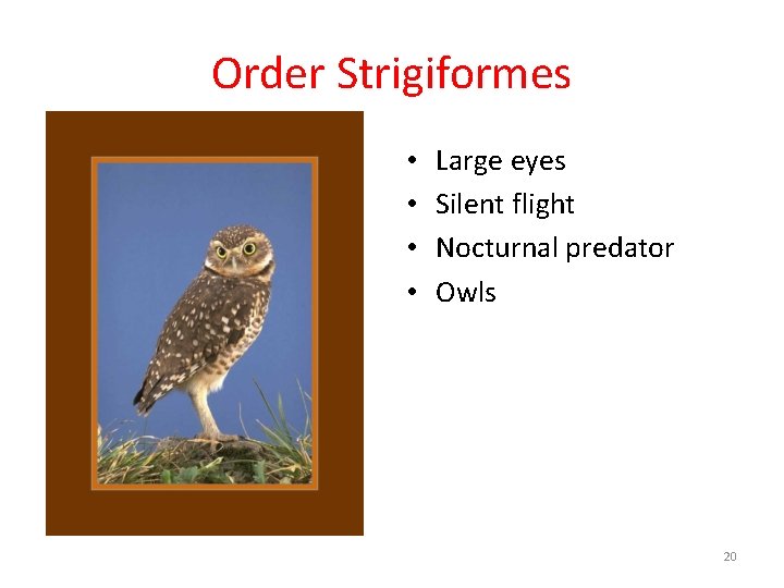 Order Strigiformes • • Large eyes Silent flight Nocturnal predator Owls 20 