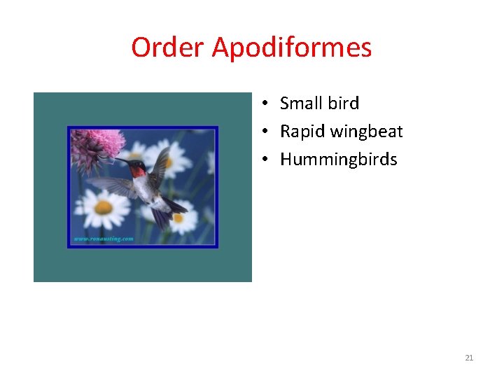Order Apodiformes • Small bird • Rapid wingbeat • Hummingbirds 21 