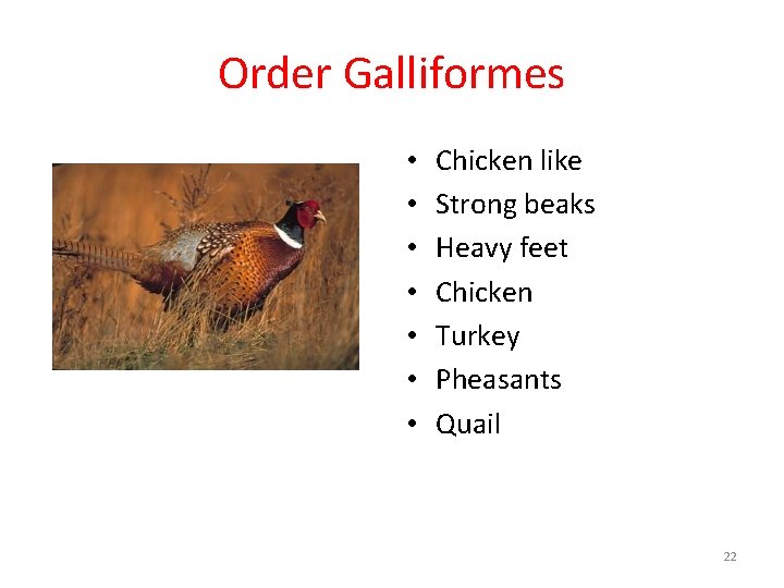Order Galliformes • • Chicken like Strong beaks Heavy feet Chicken Turkey Pheasants Quail