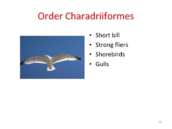 Order Charadriiformes • • Short bill Strong fliers Shorebirds Gulls 23 