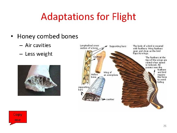 Adaptations for Flight • Honey combed bones – Air cavities – Less weight Copy