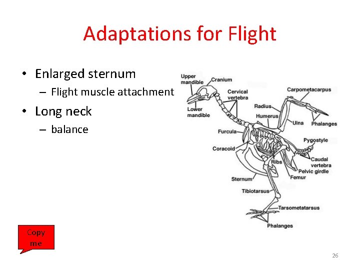 Adaptations for Flight • Enlarged sternum – Flight muscle attachment • Long neck –