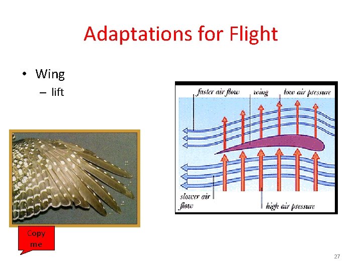 Adaptations for Flight • Wing – lift Copy me 27 