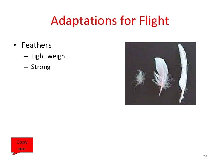 Adaptations for Flight • Feathers – Light weight – Strong Copy me 28 