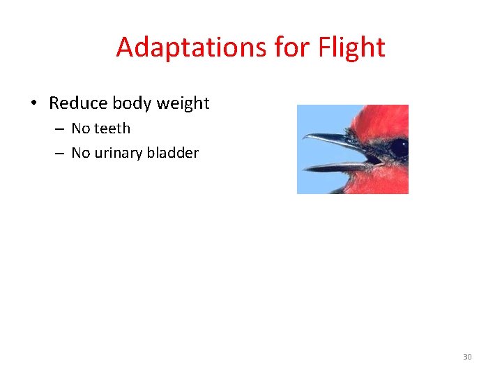 Adaptations for Flight • Reduce body weight – No teeth – No urinary bladder