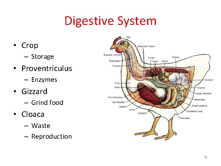 Digestive System • Crop – Storage • Proventriculus – Enzymes • Gizzard – Grind