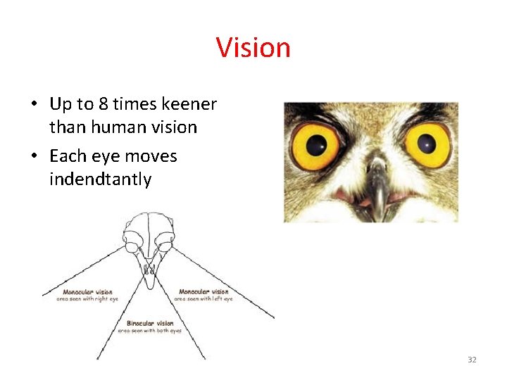 Vision • Up to 8 times keener than human vision • Each eye moves