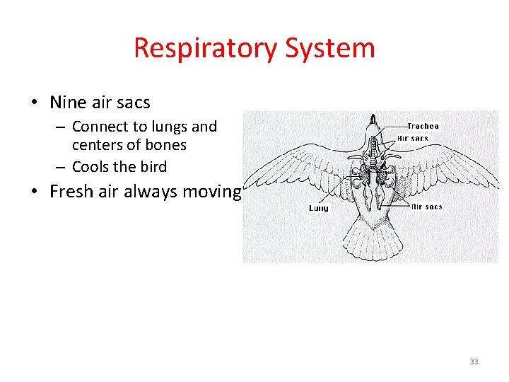 Respiratory System • Nine air sacs – Connect to lungs and centers of bones