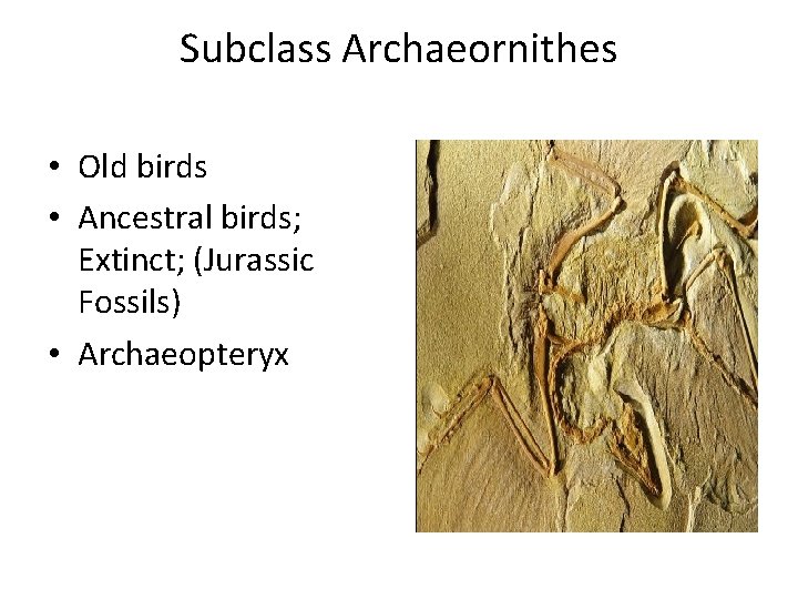Subclass Archaeornithes • Old birds • Ancestral birds; Extinct; (Jurassic Fossils) • Archaeopteryx 
