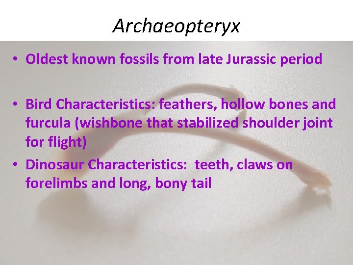 Archaeopteryx • Oldest known fossils from late Jurassic period • Bird Characteristics: feathers, hollow