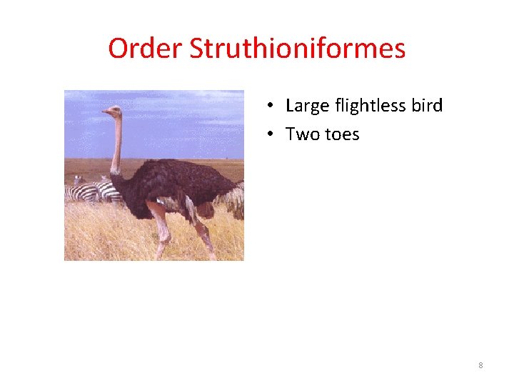 Order Struthioniformes • Large flightless bird • Two toes 8 