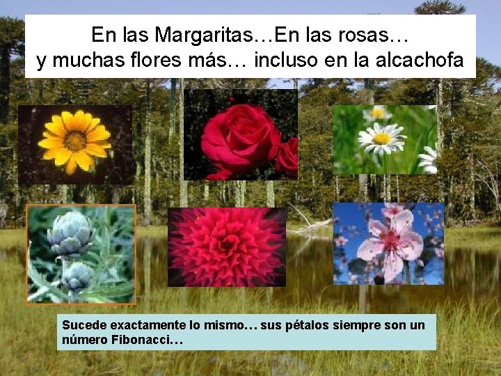 En las Margaritas…En las rosas… y muchas flores más… incluso en la alcachofa Sucede