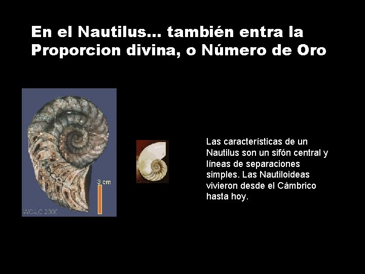 En el Nautilus… también entra la Proporcion divina, o Número de Oro Las características