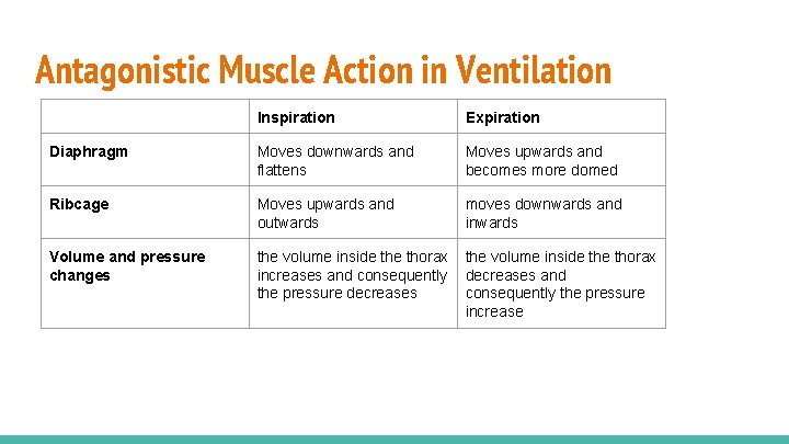 Antagonistic Muscle Action in Ventilation Inspiration Expiration Diaphragm Moves downwards and flattens Moves upwards