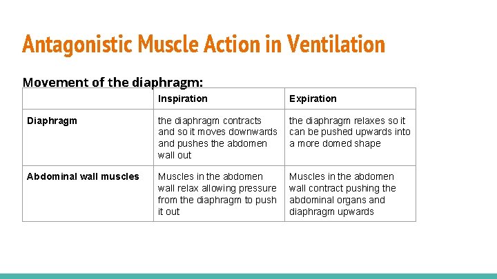 Antagonistic Muscle Action in Ventilation Movement of the diaphragm: Inspiration Expiration Diaphragm the diaphragm