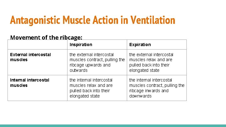 Antagonistic Muscle Action in Ventilation Movement of the ribcage: Inspiration External intercostal muscles the