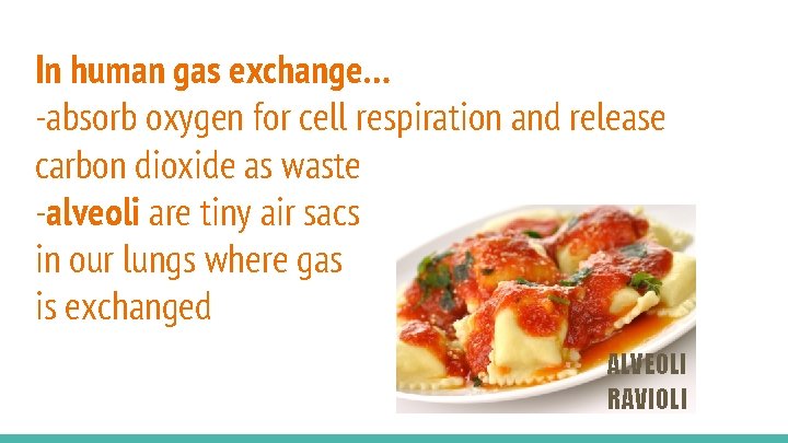 In human gas exchange… -absorb oxygen for cell respiration and release carbon dioxide as