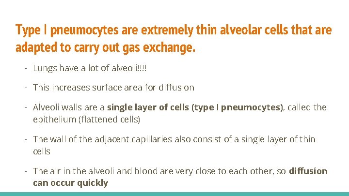 Type I pneumocytes are extremely thin alveolar cells that are adapted to carry out