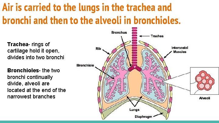 Air is carried to the lungs in the trachea and bronchi and then to