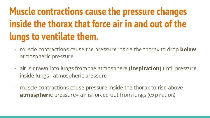 Muscle contractions cause the pressure changes inside thorax that force air in and out