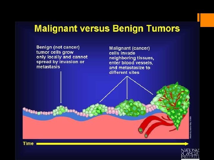 Anomalien und Tumoren des Kauapparates Tumoren Benigne Tumoren