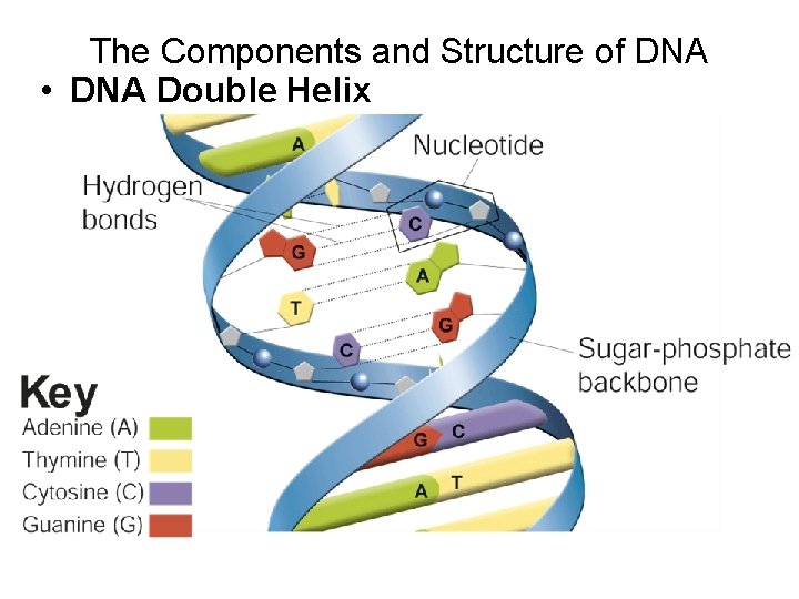 The Components and Structure of DNA • DNA Double Helix 