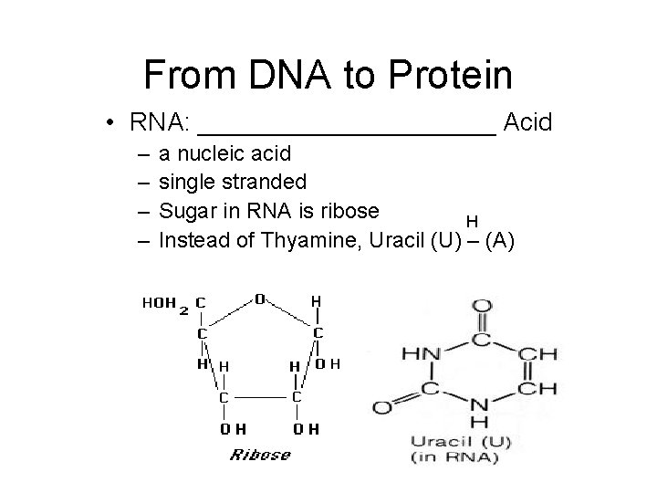 From DNA to Protein • RNA: ___________ Acid – – a nucleic acid single