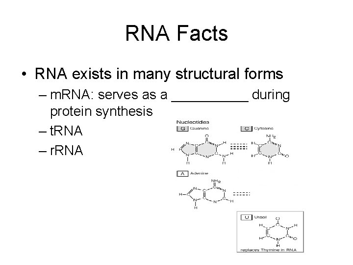 RNA Facts • RNA exists in many structural forms – m. RNA: serves as