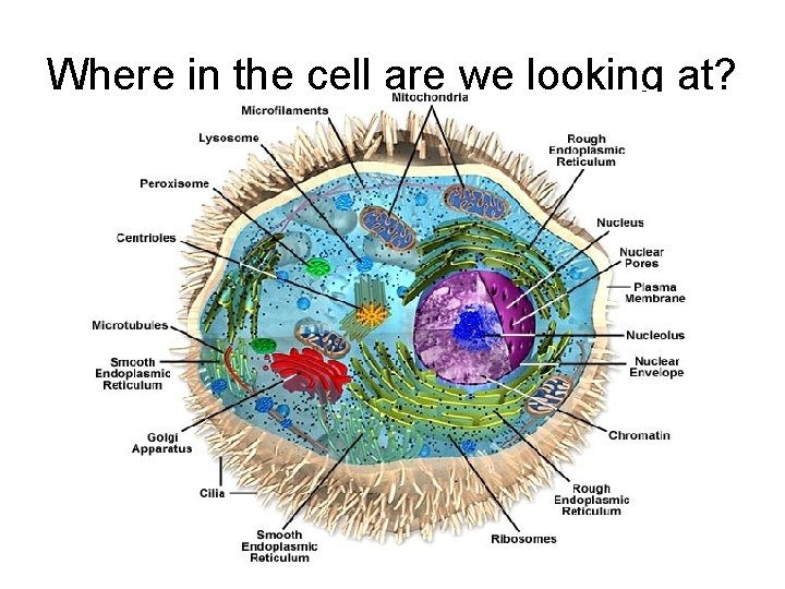 Where in the cell are we looking at? 