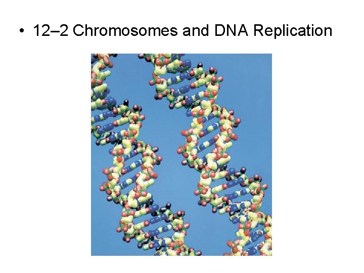  • 12– 2 Chromosomes and DNA Replication 12 -2 Chromosomes and DNA Replication