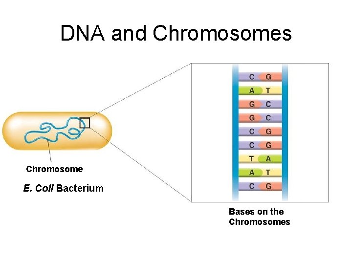 DNA and Chromosomes Chromosome E. Coli Bacterium Bases on the Chromosomes 