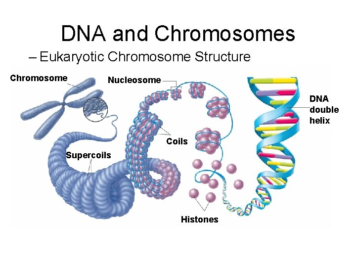 DNA and Chromosomes – Eukaryotic Chromosome Structure Chromosome Nucleosome DNA double helix Coils Supercoils