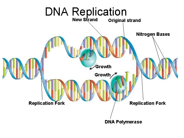 DNA Replication New Strand Original strand Nitrogen Bases Growth Replication Fork DNA Polymerase 