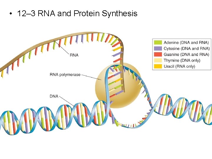  • 12– 3 RNA and Protein Synthesis 12 -3 RNA and Protein Synthes