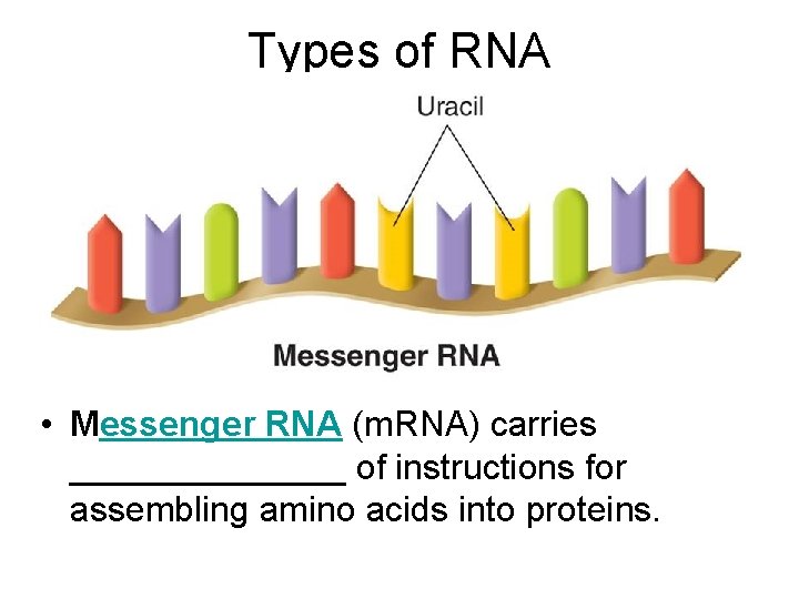 Types of RNA • Messenger RNA (m. RNA) carries _______ of instructions for assembling