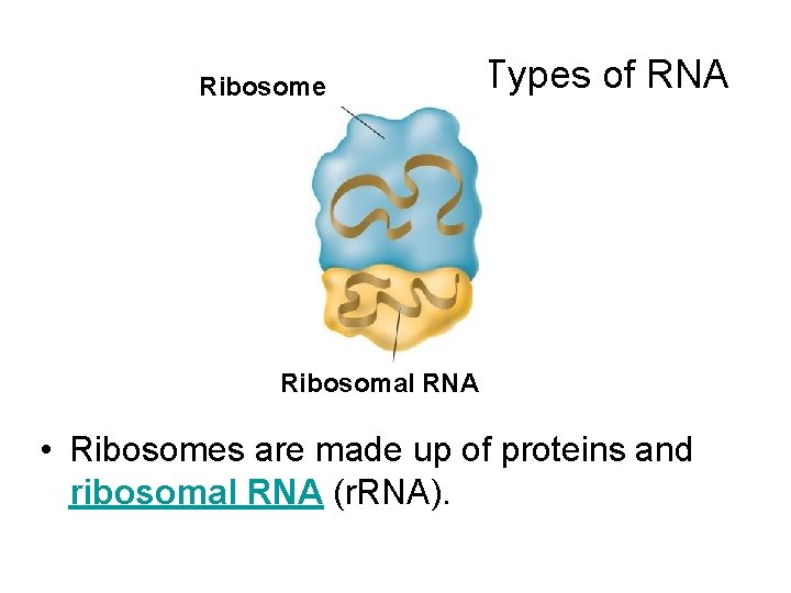 Ribosome Types of RNA Ribosomal RNA • Ribosomes are made up of proteins and