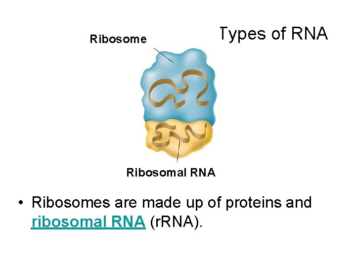 Ribosome Types of RNA Ribosomal RNA • Ribosomes are made up of proteins and