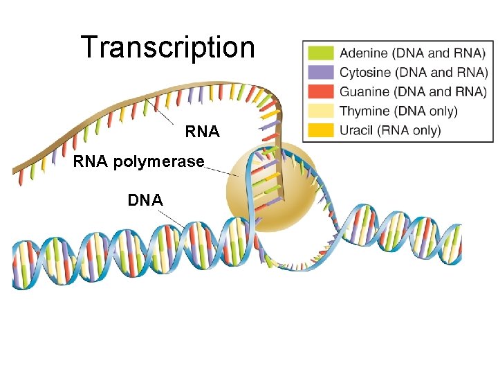 Transcription RNA polymerase DNA 